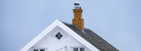 Chimney Nest Removal Nobleton